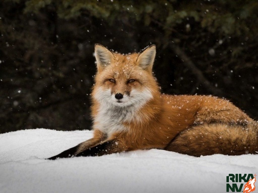 Ну какова красота