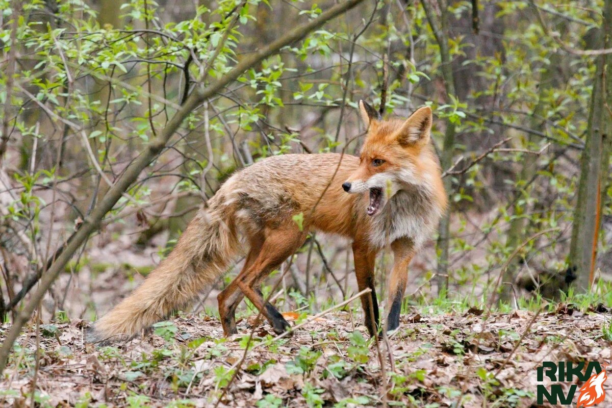 Лисы - очень сообразительны и хитры