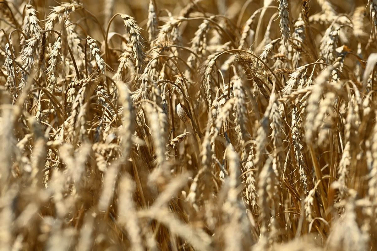    Фото: Правительство Адыгеи, источник: adygheya.ru