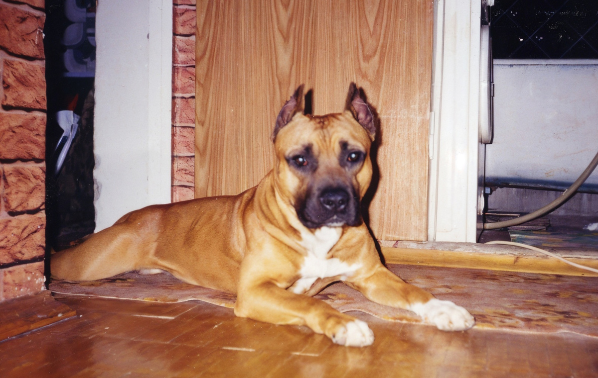 Пёс Оникс - американский стаффордширский терьер (амстафф)