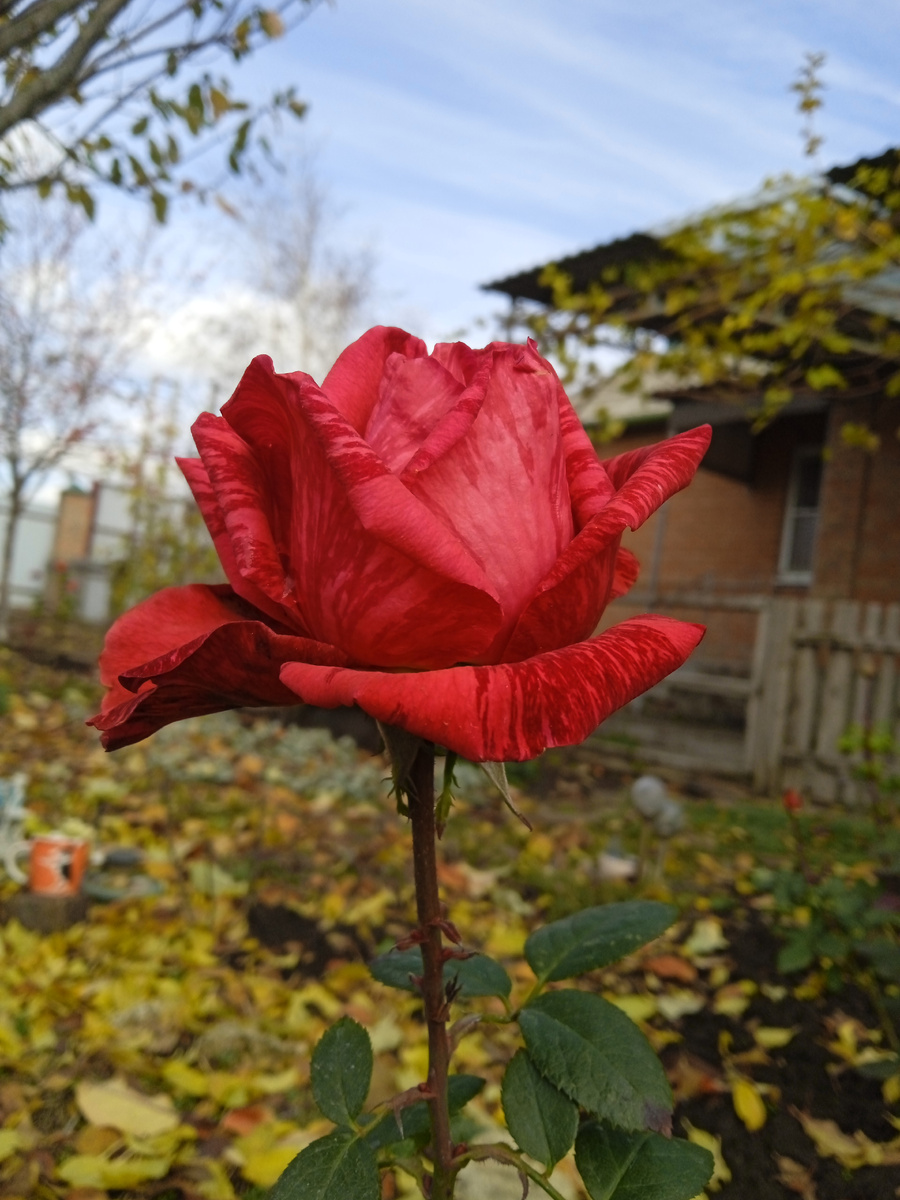 Собственное фото автора. В моём саду розы и бутоны 13 ноября 2025 г.