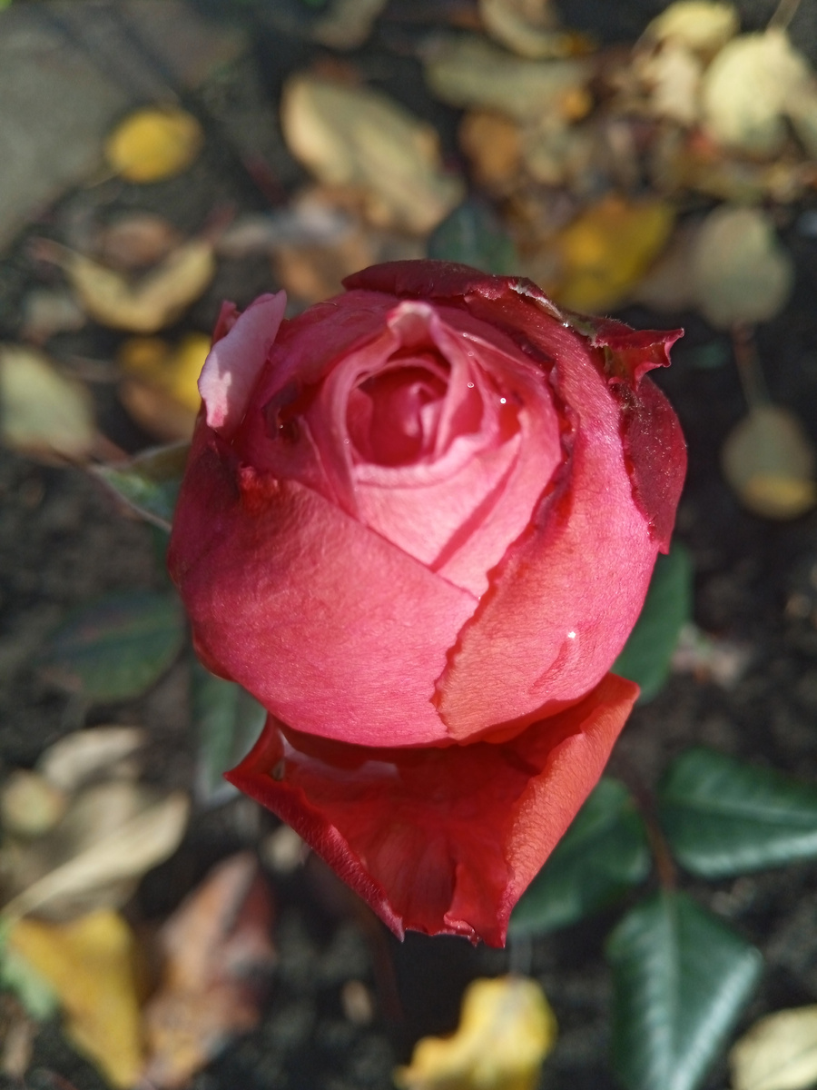 Собственное фото автора. В моём саду розы и бутоны 13 ноября 2025 г.