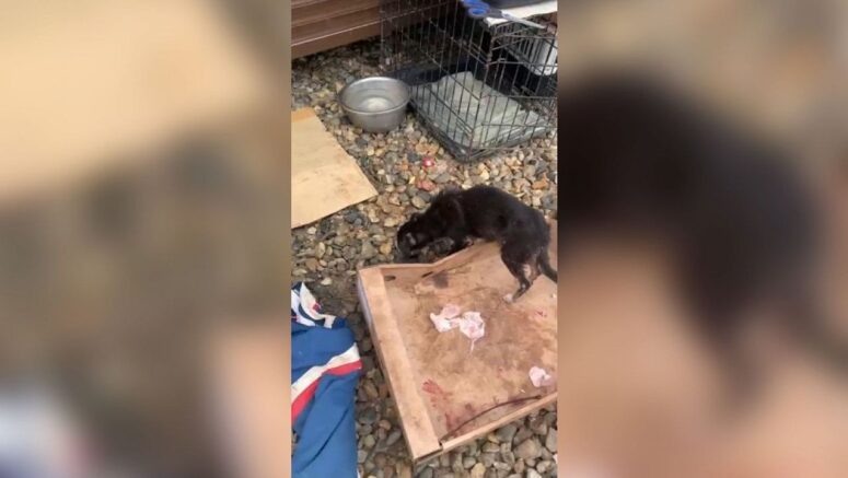    Скриншот видео: t.me/mtrk_krasnodar