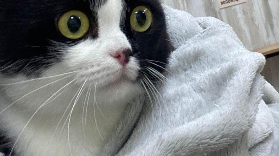 Кот Базиль найден со сломанной лапкой