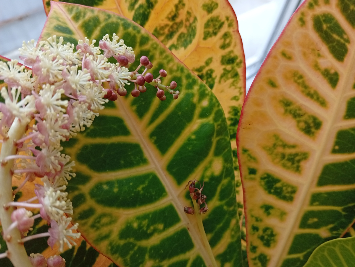 Мужской почти полностью распустился