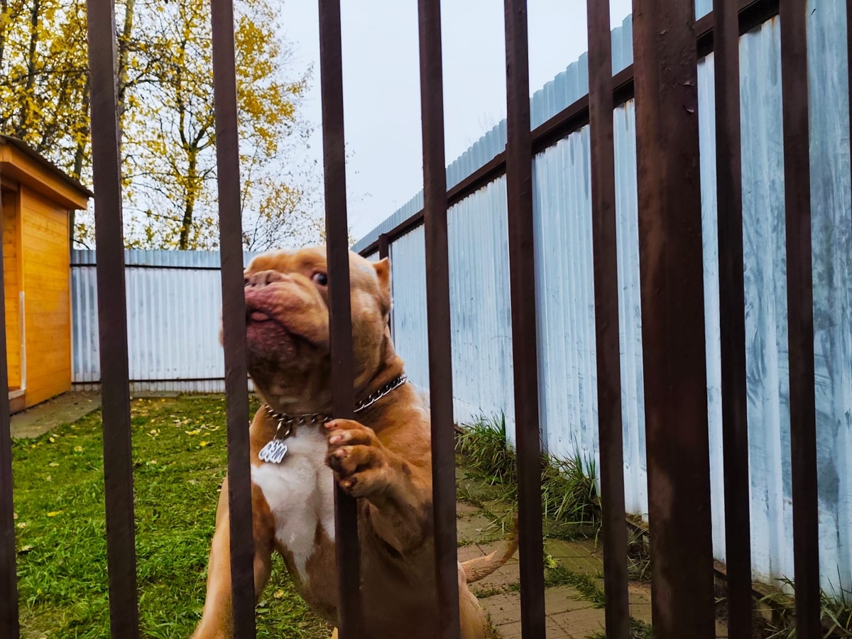 Зоогостиница для собак "Атаман"