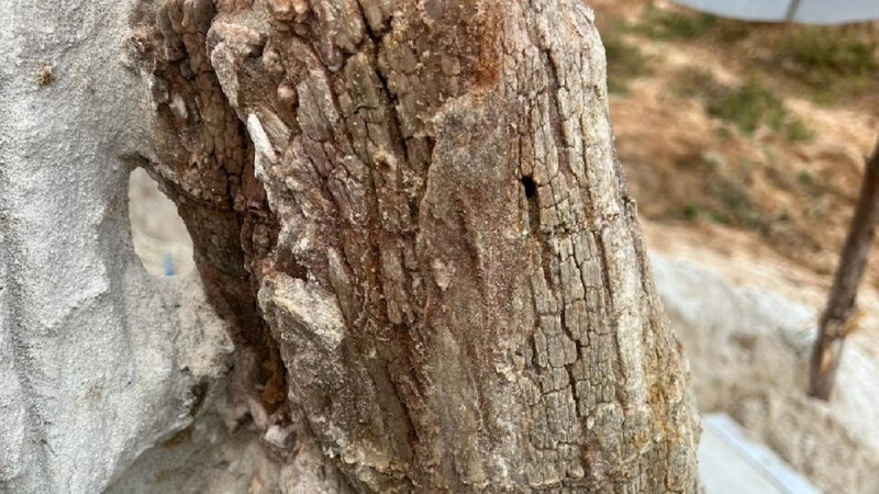    Дмитрий Григорьев