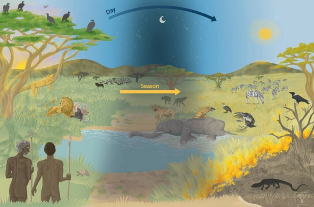 Схема взаимодействия древних людей с падалью