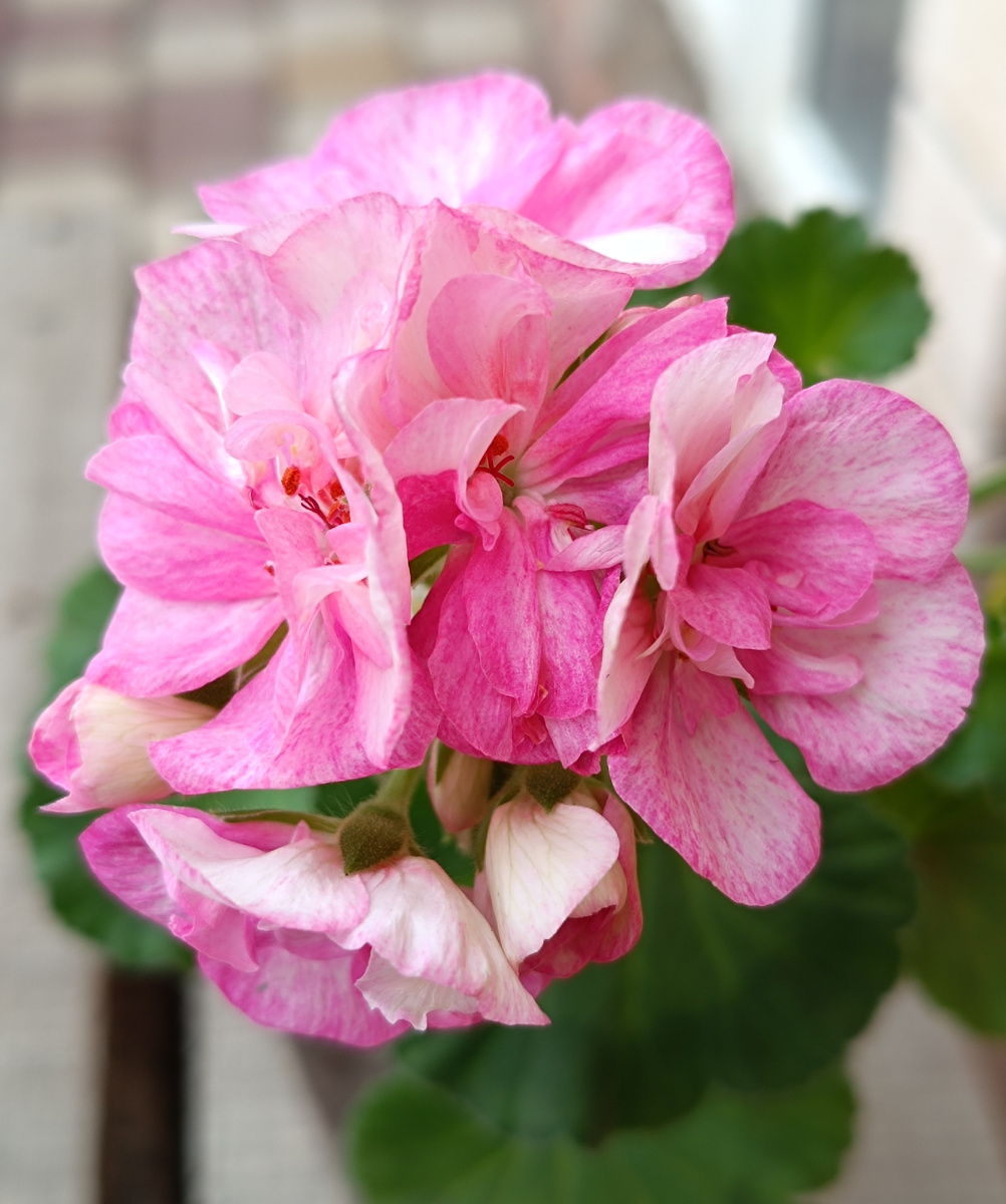 Survivor Pink Batik. Вот тут видно, что он пытался нарисовать полосочки. Но не смог 😂