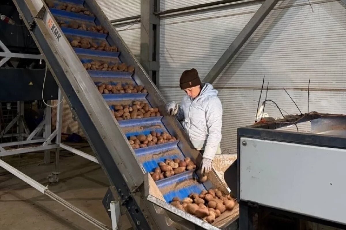    В Ивановской области урожай картофеля в 2025 году превысил 19 тыс. тонн