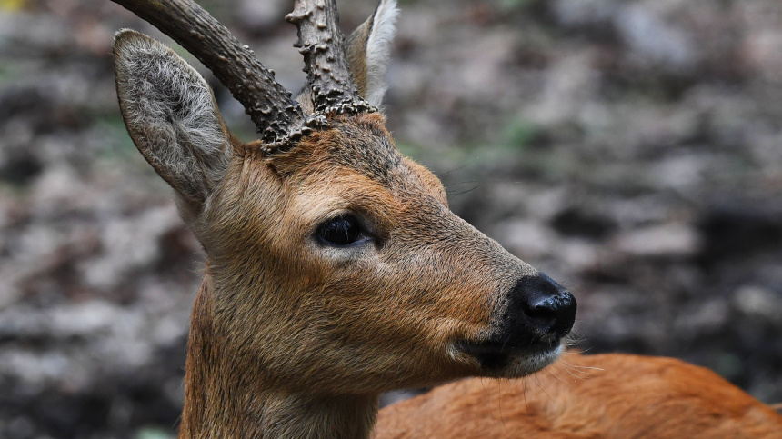    Фото: © РИА Новости/Окружающая среда