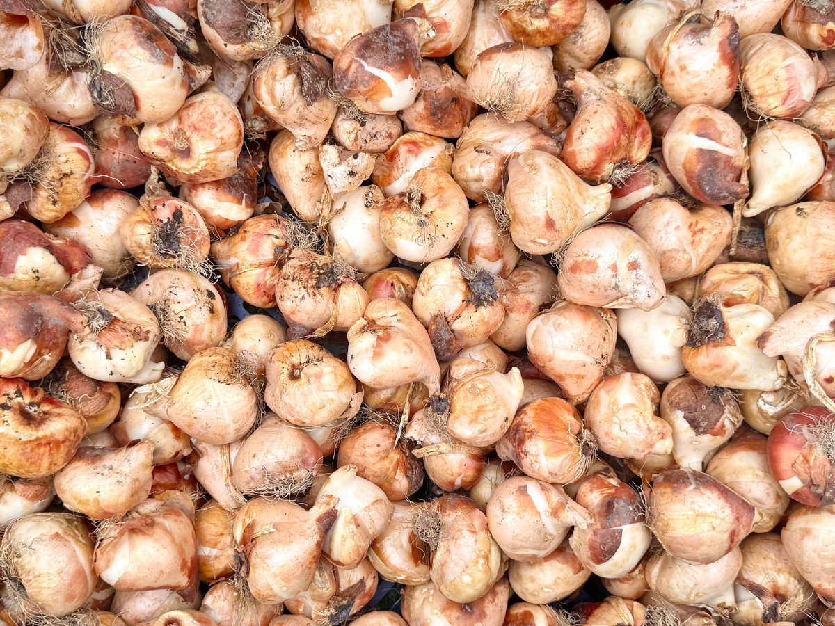 Высадка луковичных растений в Парках Москвы