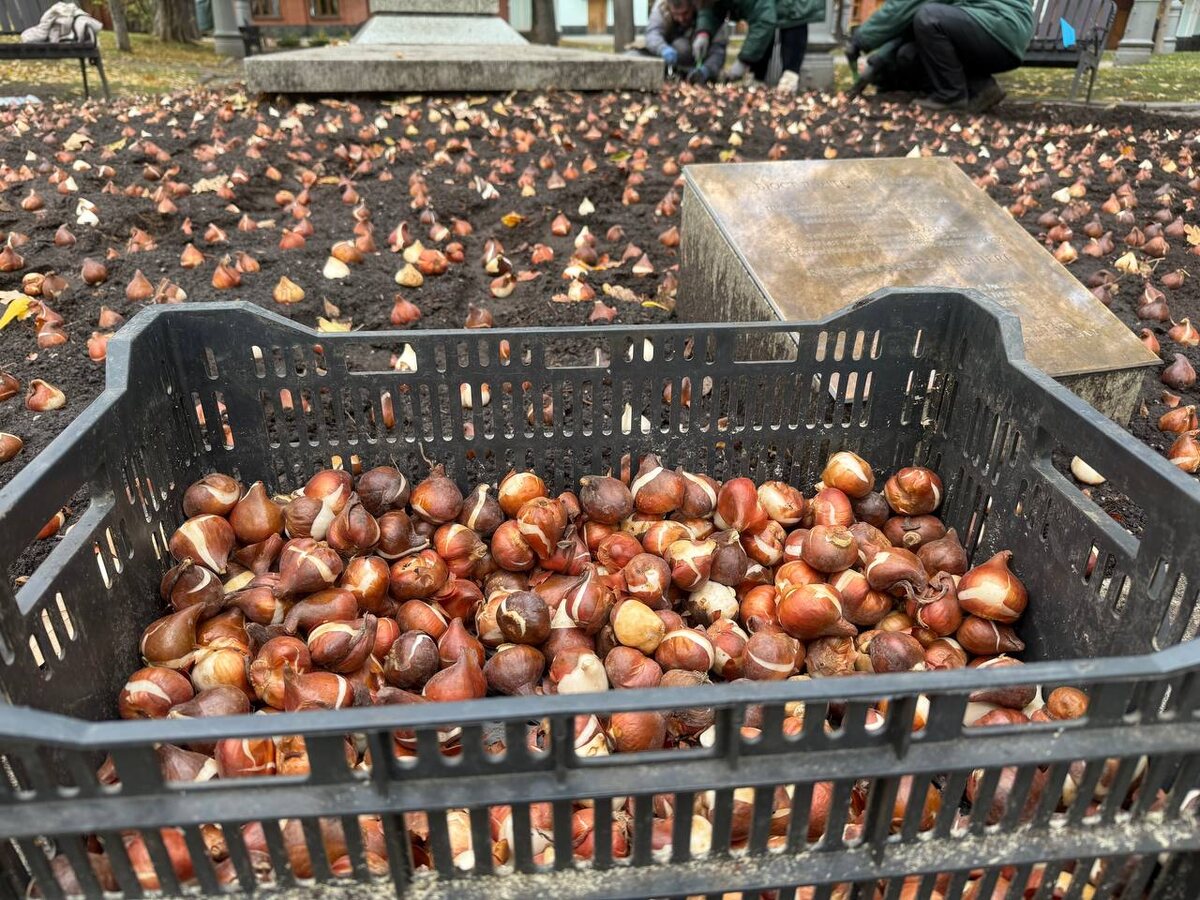 Высадка луковичных растений в Парках Москвы