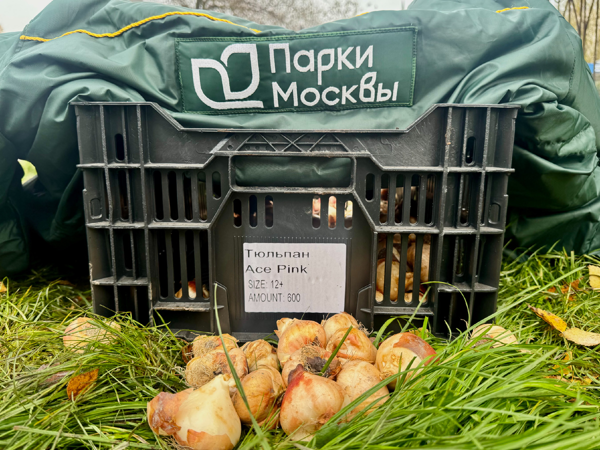 Высадка луковичных растений в Парках Москвы
