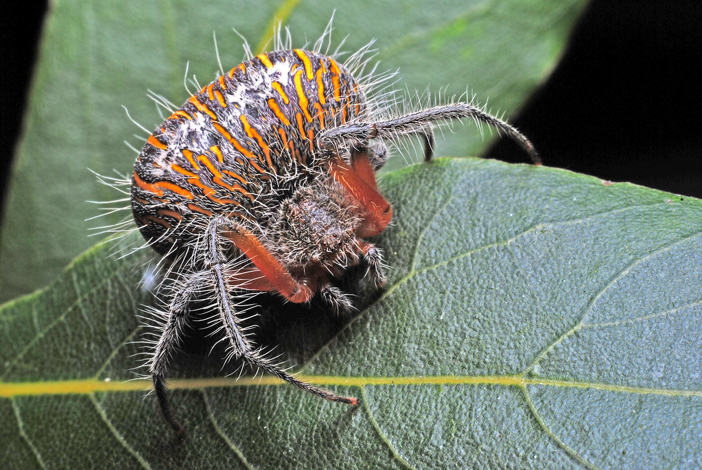 Паук в более активной позе,