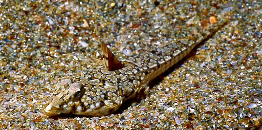 Малая морская мышь.