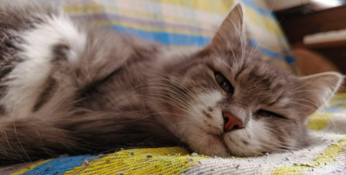 Дремучая кошка