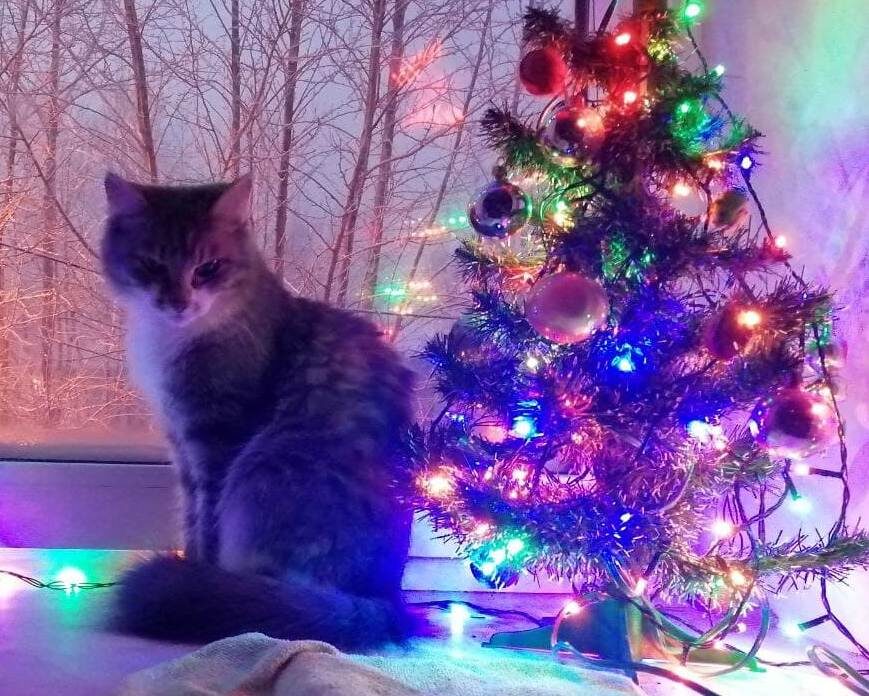 Ждем праздника