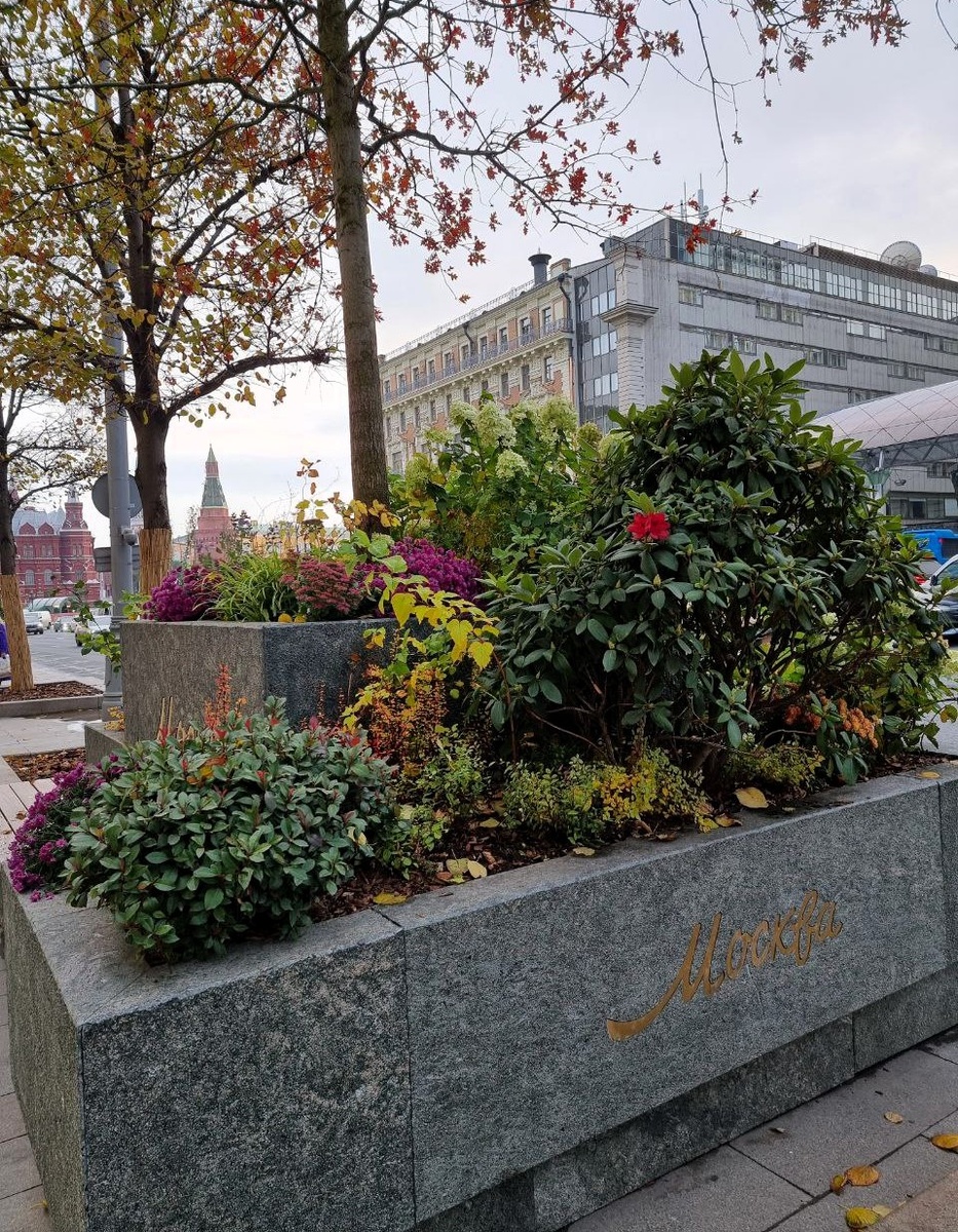 Цветники на Тверской. Рододендрон расцвел.