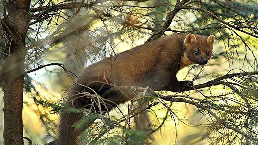 Как тропить куницу: особенности и советы для успешной охоты