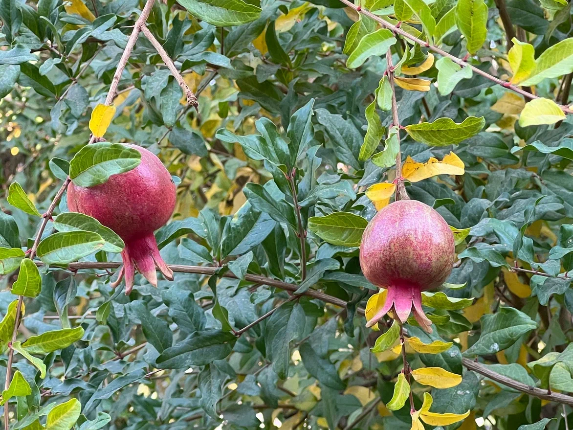 Гранаты в саду собора. Фото автора