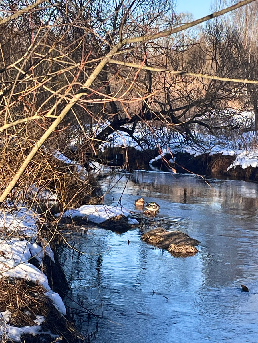 Многие ручьи речушки северного Подмосковья могут похвастаться своим золотом