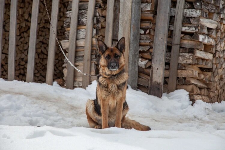 Сейчас Грету балуют вкусной едой - заслужила. Фото: Николай ОБЕРЕМЧЕНКО