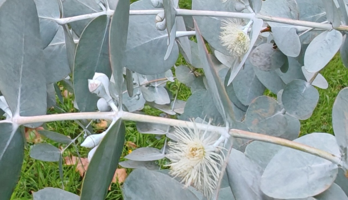    Фото vk.com/npsochi_dendrarium