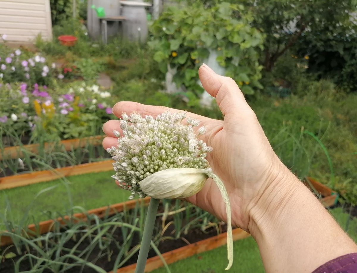 Начало цветения лука-порей, фото автора