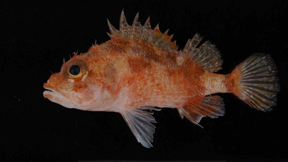     Фото: Ichthyological Research Phenacoscorpius trispinis