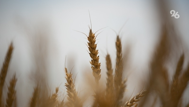      Фото: Валерия Алтухова / / ИА «Победа26»