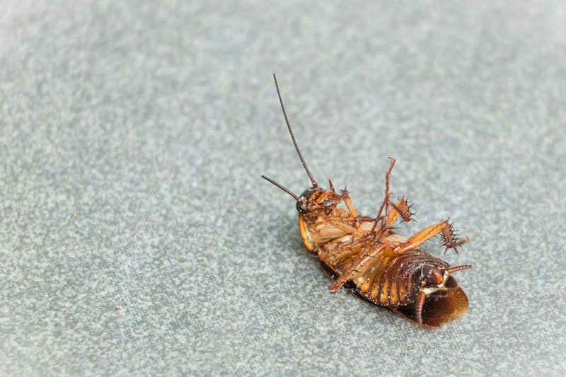     Фото: pexels.com