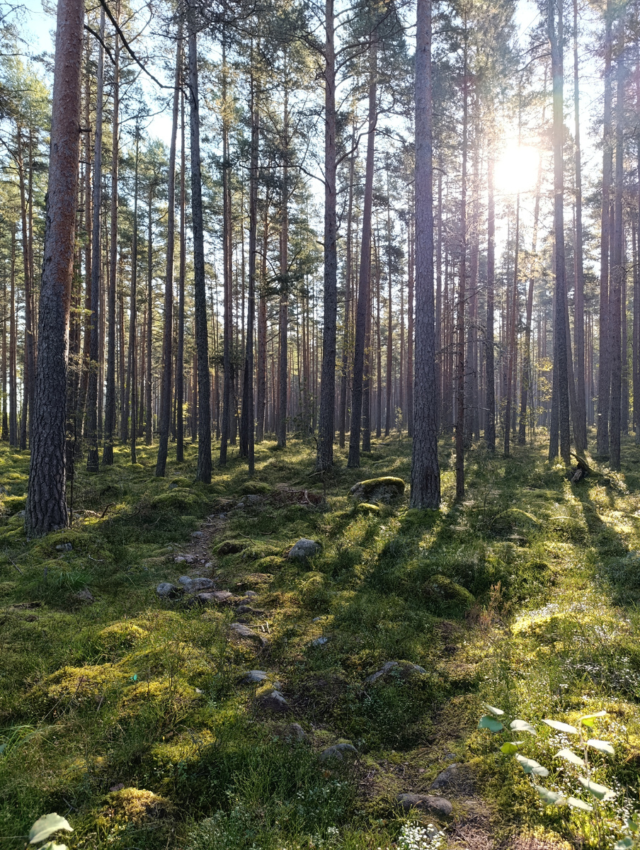 Вот она, тропинка. Едва заметная. Только по сорванному с камней мху и можно ее отыскать.