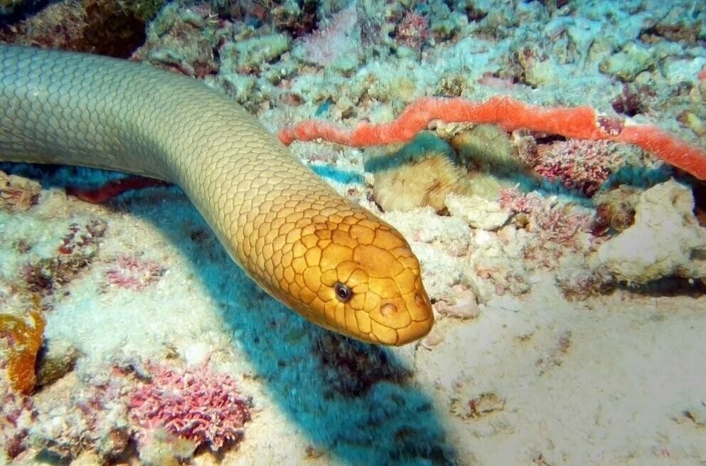 Картинки Яндекса. Рифовая змея Дюбуа 