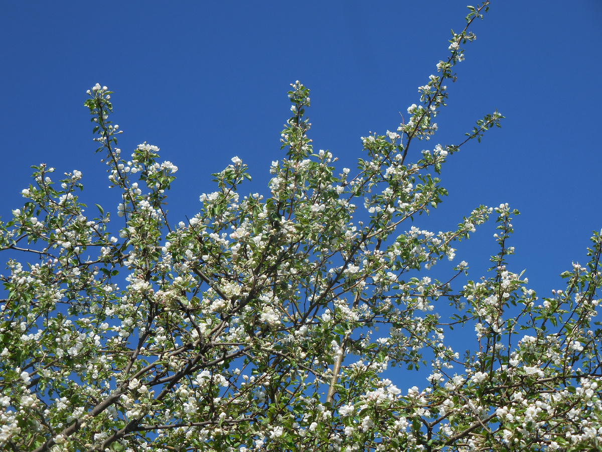 Яблоня Уральская наливная