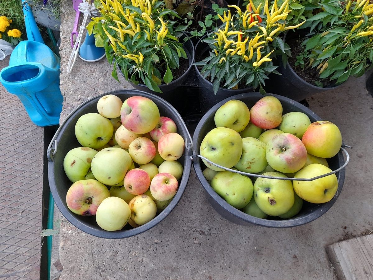 Осенние яблоки, сорт не известен...