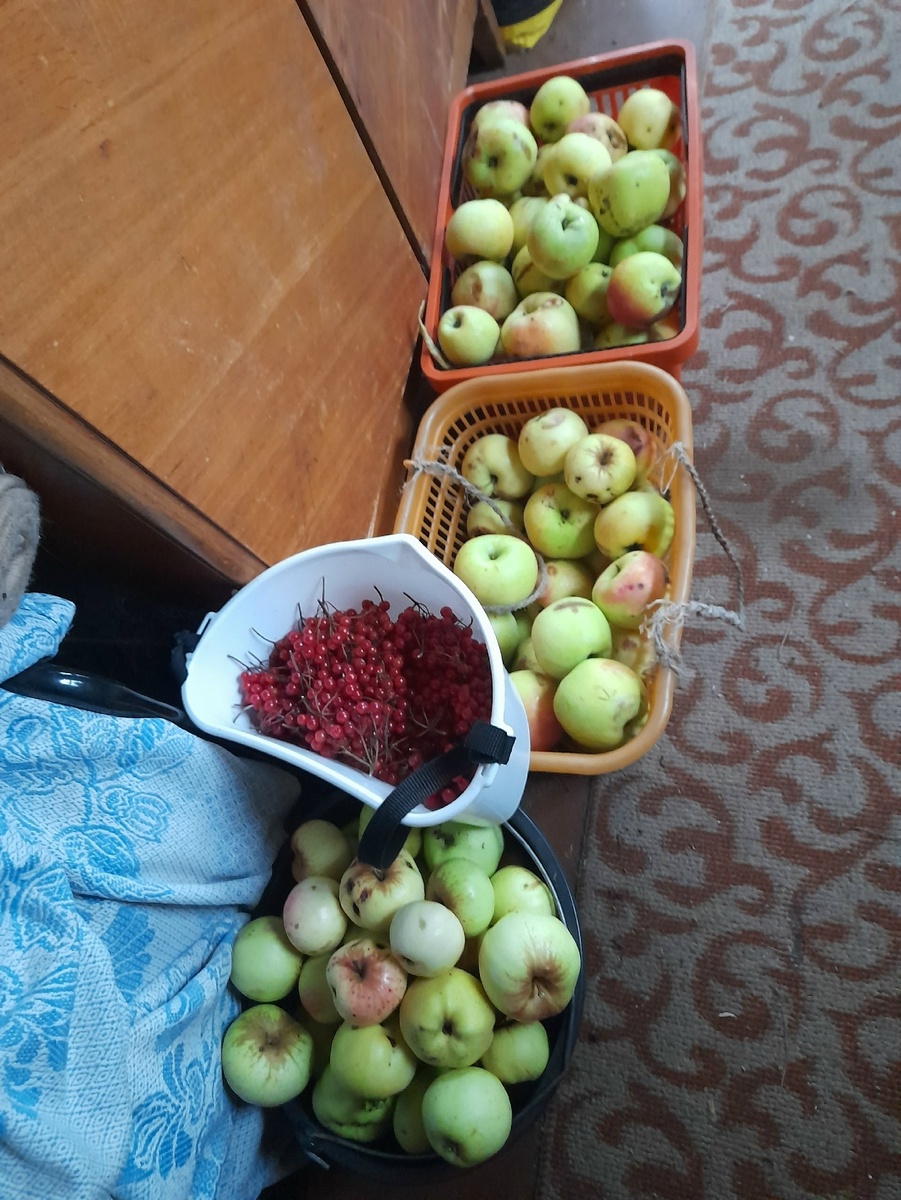 Последний (как я думала) сбор осенних и зимних яблок