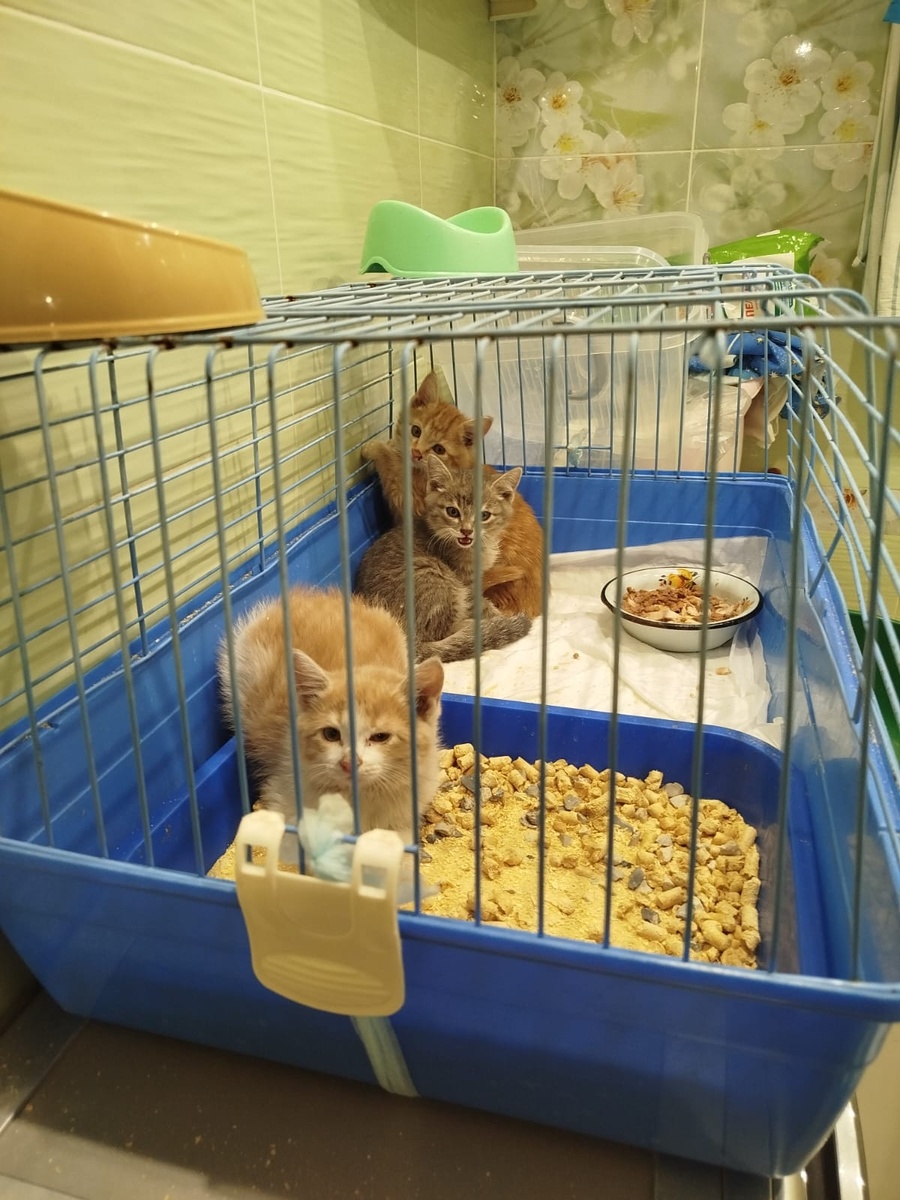 котята выставлены на Авито и на пристрой по Иркутску