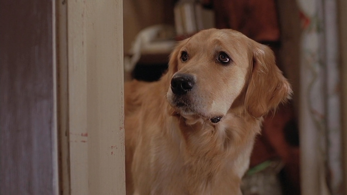 Тот самый пёс породы голден ретривер. Материалы сайта https://ru.kinorium.com