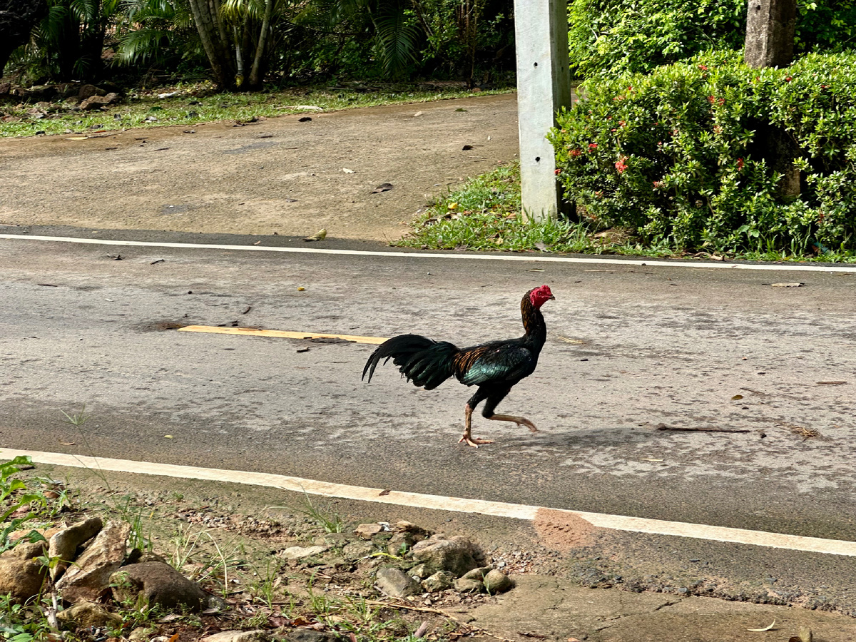 На острове Ко Чанг. Тайский петух.