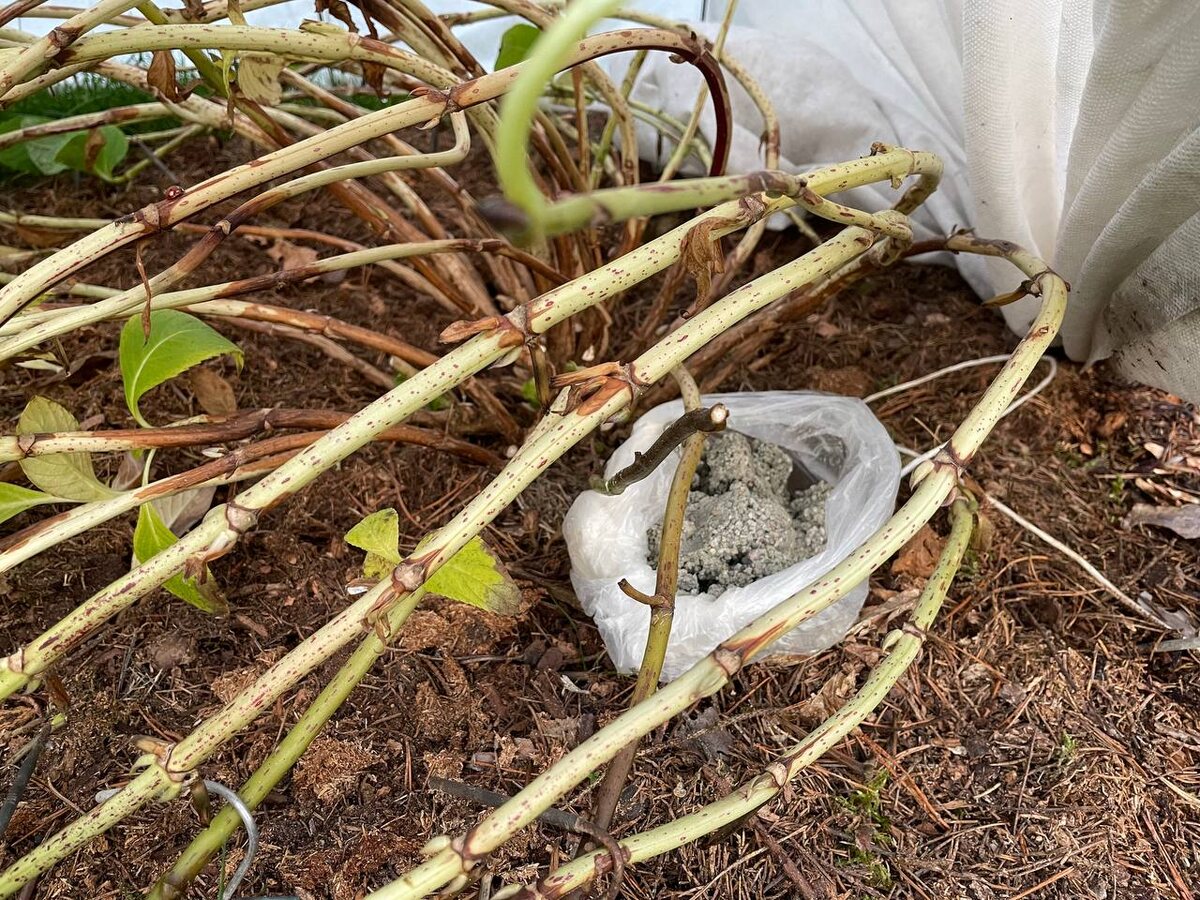 Мешочки с использованным кошачьим наполнителем. Фото автора 