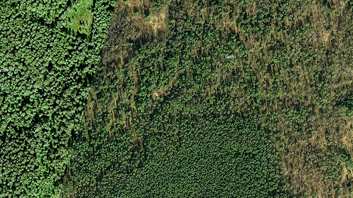 Одними из самых плодородных грибных мест являются старые ВЫБОРОЧНЫЕ лесные вырубки. Такие места очень хорошо видны на космических снимках. На этих выборочных вырубках забираются только зрелые деревья. В результате остаются островки нетронутого леса, а между ними просеки. Просеки устланы обрубленными ветками для возможности проезда заготовительной техники. Воздуха и солнца в таких местах много, много хорошего питания для деревьев и грибов. Ветки на просеках и оставшиеся пни перегнивают, почва становится более плодородной. Разным грибам настоящее раздолье!
Если смотреть сверху, то можно увидеть одну или две центральные просеки, от которых лучами расходятся небольшие вывозные пути. Такие структуры напоминают елочку со стволом и боковыми ветками.
Кроме выборочных вырубок, ещё есть и сплошные вырубки. На них тоже можно ходить за грибами, но там грибы чаще растут на опушках по периметру вырубки.Сплошную вырубку обнаружить на космическом снимке намного проще.
В этом видео обратите внимание на рассказ об ядовитом Ложноопёнке серно-жёлтом (04:35). Мы постарались детально показать этот гриб со всех сторон.
А ещё обратите внимание на экзотику наших лесов - Леотия студенистая - Leotia gelatinosa или Leotia lubrica (14:01) Выглядит этот гриб очень необычно. Кажется, что он сделан из мармелада! В тот день мы единственный раз видели этот гриб в этом месте. Прошло уже восемь лет, но эти грибы больше не выдавали плодовых тел. Грибница "приняла решение" развиваться вегетативно, в ожидании благоприятных условий для плодоношения.
00:00 На старой вырубке
03:07 Подосиновик жёлто-бурый - Leccinum versipelle
03:54 Трутовик художника - Artist’s conk
04:35 Ложноопёнок серно-жёлтый - Hypholoma fasciculare
07:38 Рогатик
08:47 Подосиновик жёлто-бурый - Leccinum versipelle
10:58 Подберёзовик обыкновенный - Leccinum scabrum
12:14 Белый гриб гриб берёзовый
13:07 Мухомор серо-розовый - Amanita rubescens
14:01 Леотия студенистая - Leotia gelatinosa или Leotia lubrica -
15:24 Серушка - Млечник обыкно