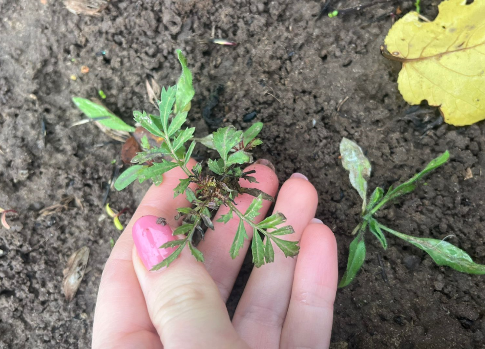 Рядом еще маленький кустик 