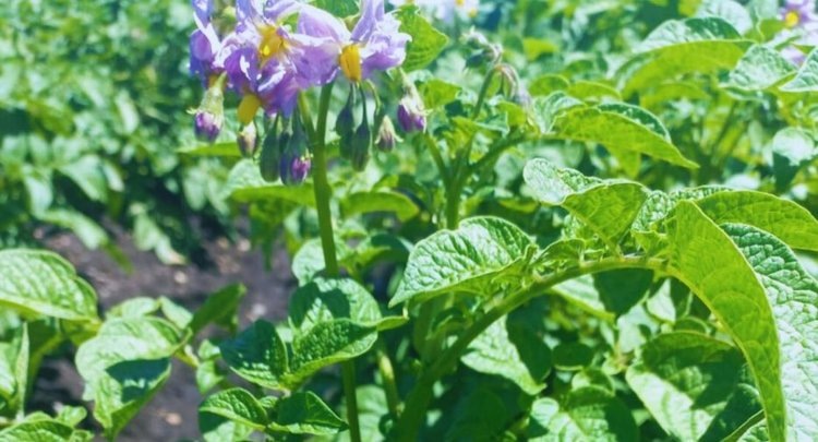    Фото: INTA Balcarce