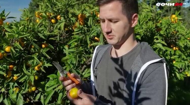    Фото: Сочи24