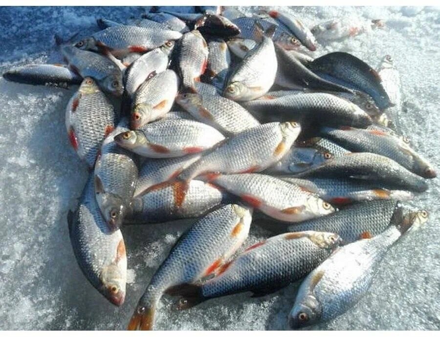 Удачный улов