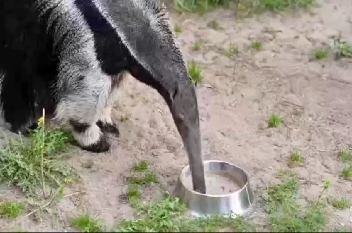    Новосибирский зоопарк отмечает юбилей муравьеда по кличке Майя