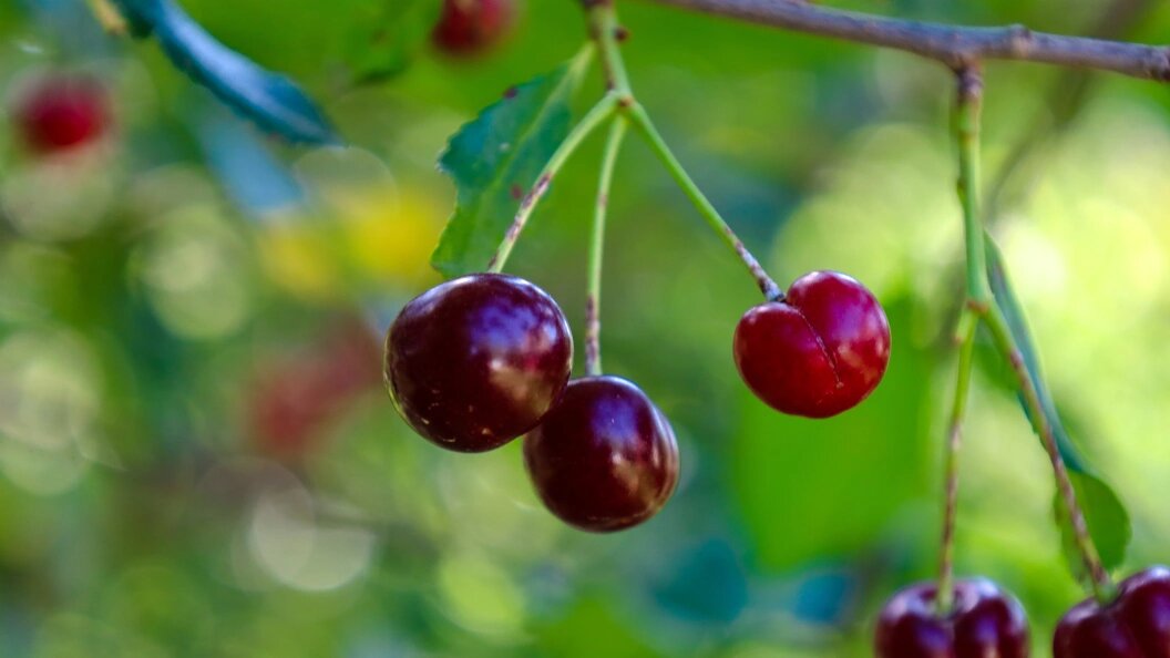    Фото: Елена Майорова/Globallookpress.