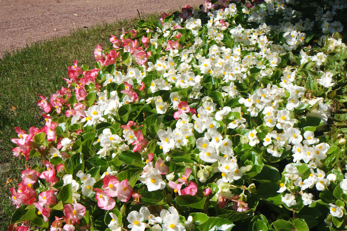 бегонии бодрятся под жарким июльским солнцем