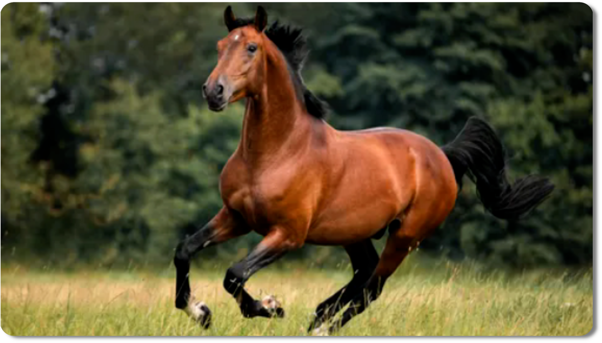 Лошадь - одно из самых величественных и полезных животных в истории человечества